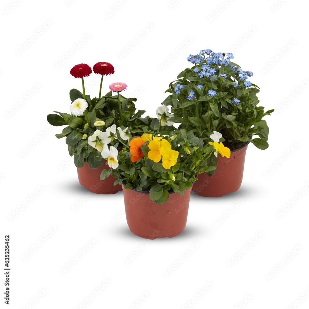 Flower Pansy Fragrant flowers, frost resistant, spring, autumn, winter cut out isolated transparent background