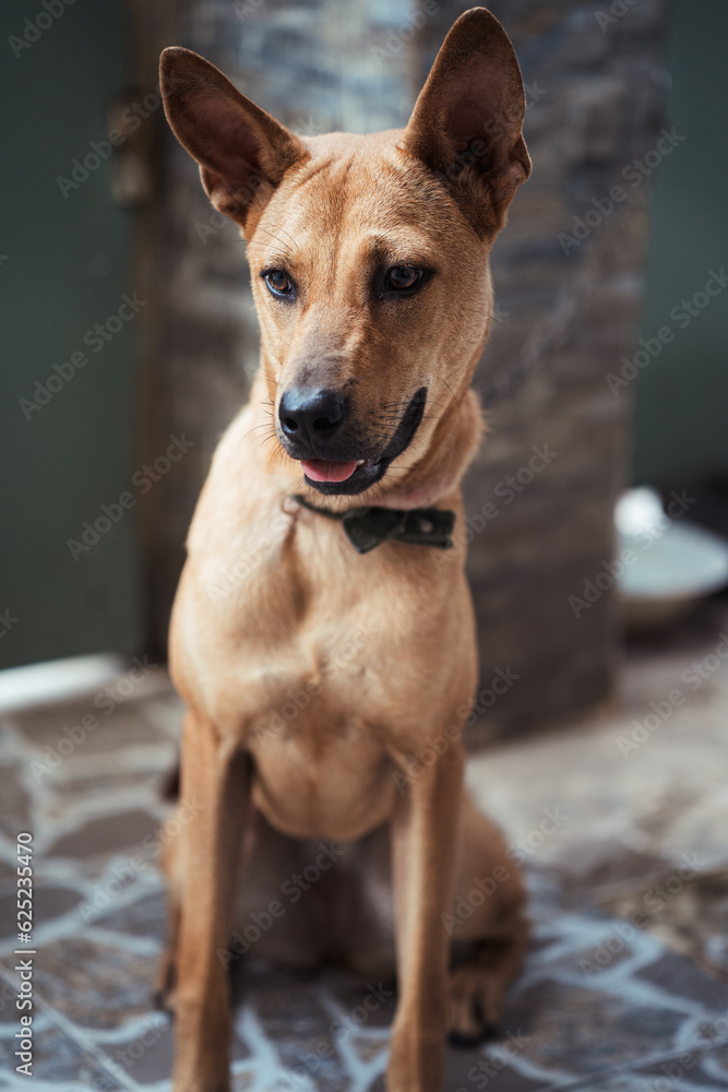 A lonely cute brown dog sitting on yard with blurry background