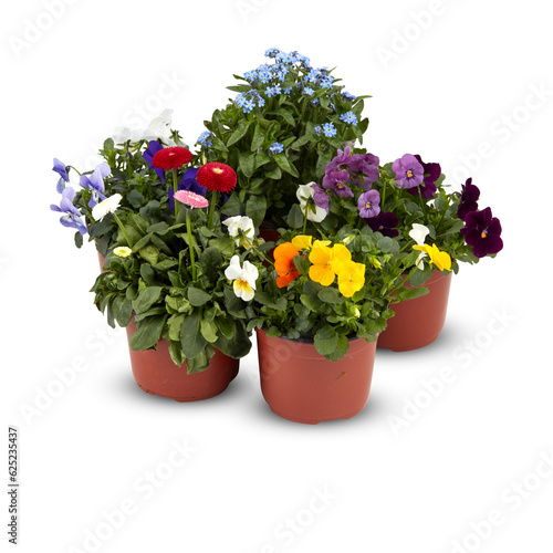 Fototapeta Naklejka Na Ścianę i Meble -  Flower Pansy Fragrant flowers, frost resistant, spring, autumn, winter cut out isolated transparent background