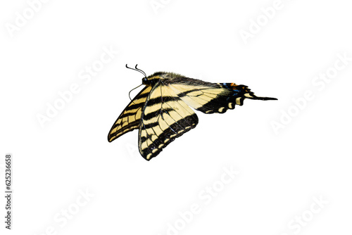 Western Tiger Swallowtail (Papilio rutulus) Photo, in Flight, on a Transparent Background photo