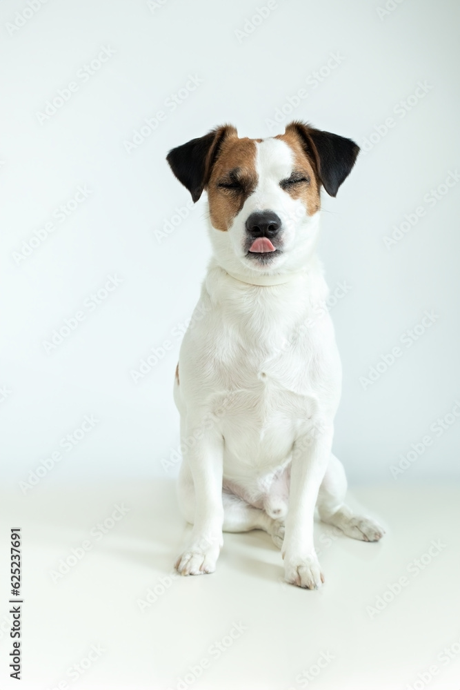 Cute happy Jack Russell Terrier dog showing tongue  on white background. White Dog Sticks Out Pink Tongue With Space for Text. Parson Russell Terrier