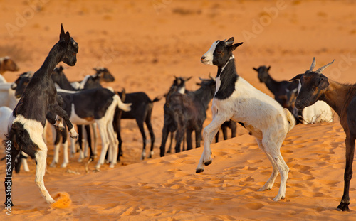 West Africa. Mauritania. Young goats of a small herd  rising high on their hind legs  sort things out on a pasture in the Sahara Desert.