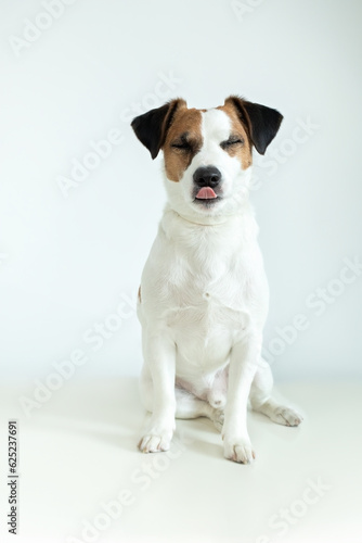 Cute happy Jack Russell Terrier dog showing tongue on white background. White Dog Sticks Out Pink Tongue With Space for Text. Parson Russell Terrier