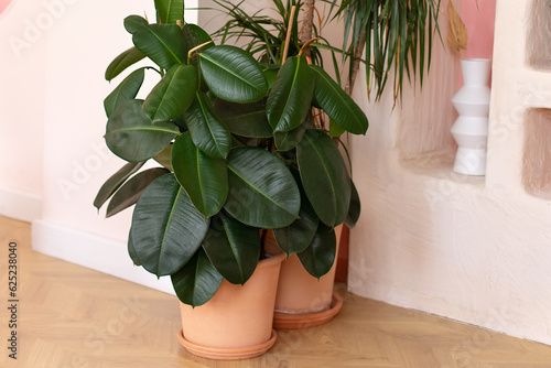 Green ficus plants in terracotta pots in the living room. Ficus elastica plant plant (rubber tree, black ficus, black prince) planted in ceramic pot in interior at home. Houseplant care concept.