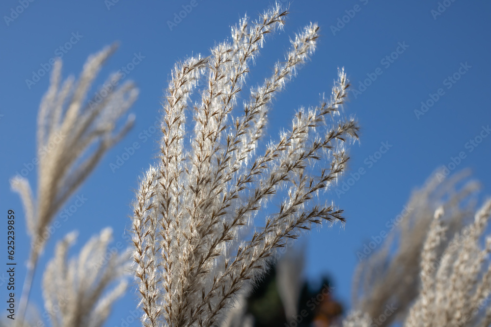 White pampas grass in autumn botanical garden. Spikelets of сortaderia selloana growing in park. Fluffy panicles used to flower arrangements and landscape design. Herbaceous plant species of cereals. White pampas grass in autumn botanical garden. Spikelets of сortaderia selloana growing in park. Fluffy panicles used to flower arrangements and landscape design. Herbaceous plant species of cereals.