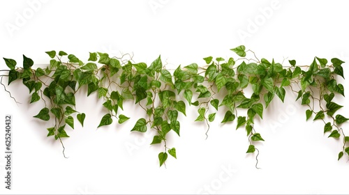 Climbing Plant Cascades Down White Wall. Illustrative 3D Rendering of Lush Green Ivy Creeper Isolated on a White Background: Generative AI © AIGen
