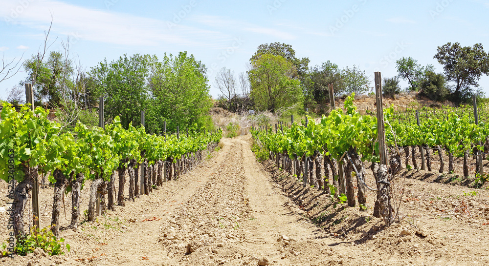 Terreno agrícola de viñas en la zona del Penedés, barcelona, Catalunya, España, Europa
