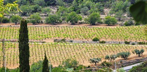 Terreno agr  cola de vi  as en la zona del Pened  s  barcelona  Catalunya  Espa  a  Europa 