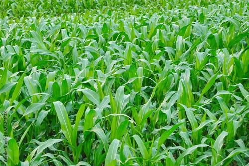 Green corn field at summer  closeup of corn field. Nature background