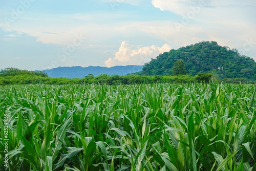 Green corn field at summer, closeup of corn field. Nature background