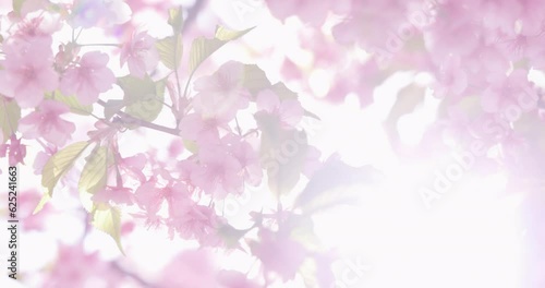 Wallpaper Mural ピンク色が綺麗な満開の桜の花 Torontodigital.ca