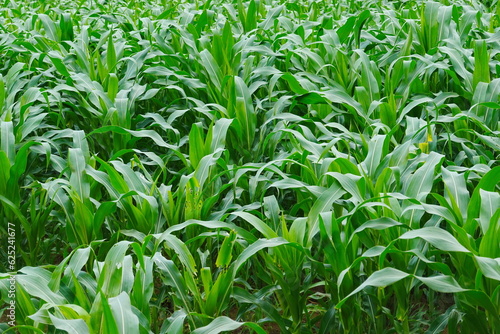Green corn field at summer, closeup of corn field. Nature background