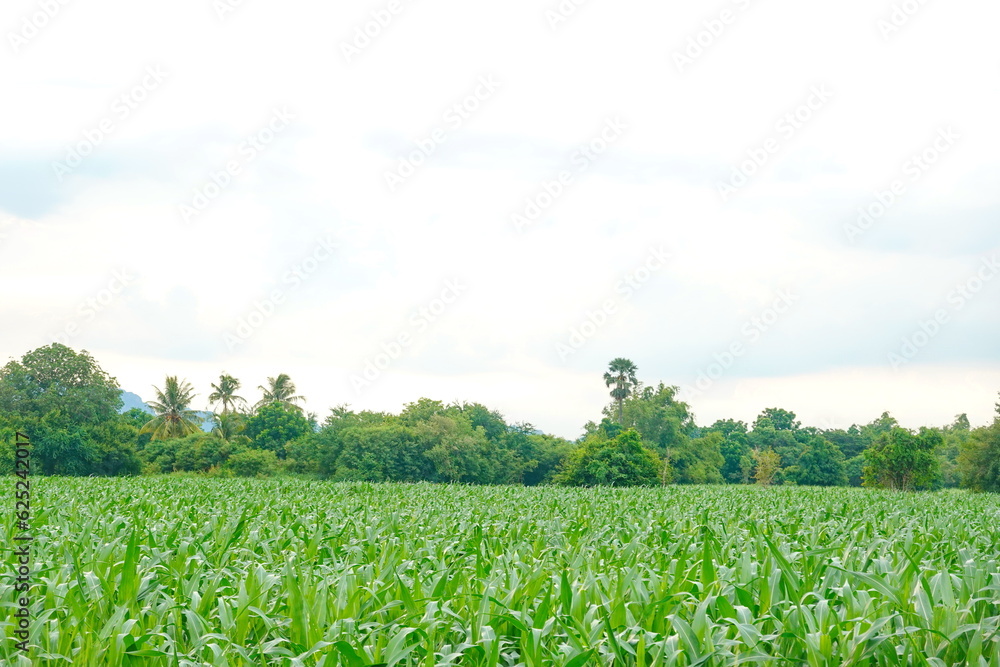 Green corn field at summer, closeup of corn field. Nature background Green corn field at summer, closeup of corn field. Nature background