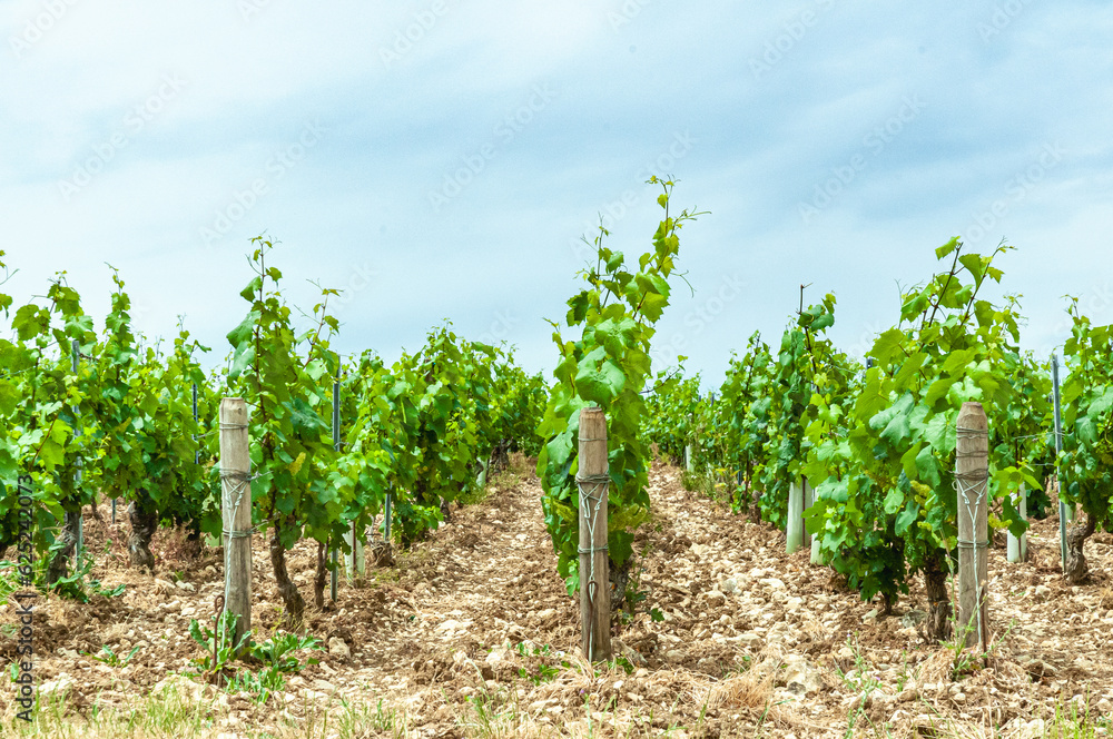 Front view, of, rows of french, winery, grape vines, grabbing onto guide wires and showing tiny, grape bundles