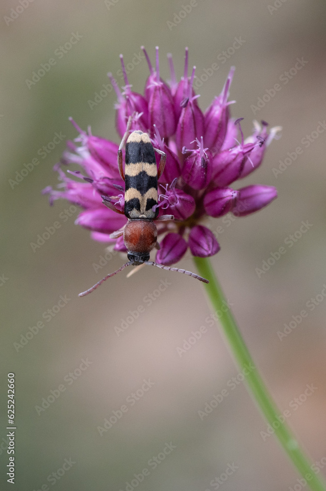 Chlorophorus trifasciatus - Clyte trifacié Chlorophorus trifasciatus - Clyte trifacié