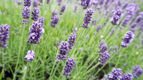 ecologic  france  europe  wallpaper  colorful  blooming flowers  lavender bloom  lavender flower  lavender herb  french lavender  herbes de provence  medicinal  lavandula  lavandula angustifolia  outd
