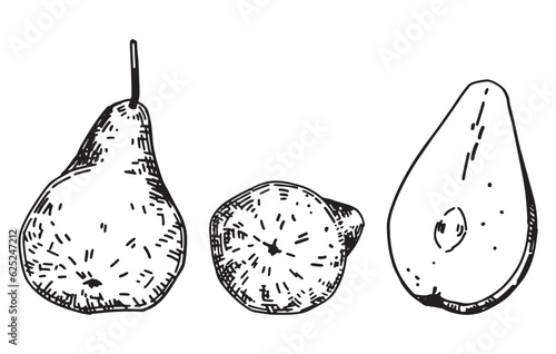 Outline clipart set of pears fruits. Doodles of autumn garden harvest. Hand drawn vector illustrations collection isolated on white.