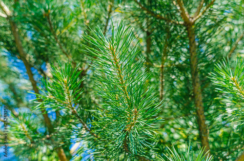 Branches of green pine on a sunny day