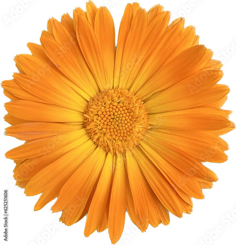 Fototapeta Naklejka Na Ścianę i Meble -  bright flower with carved sized petals closeup