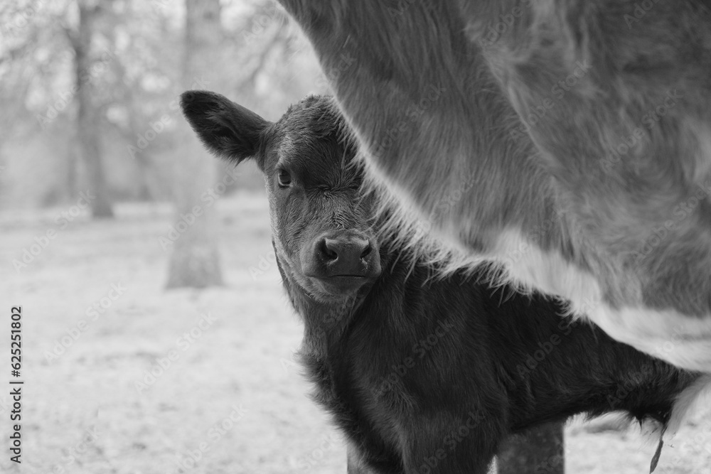 Shy and bashful calf on beef farm closeup in black and white with copy space on background. Shy and bashful calf on beef farm closeup in black and white with copy space on background.