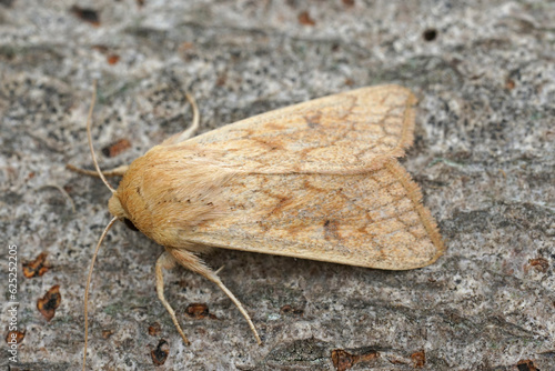 Closeup on the Delicate owlet moth, Mythimna vitellina sitting on wood