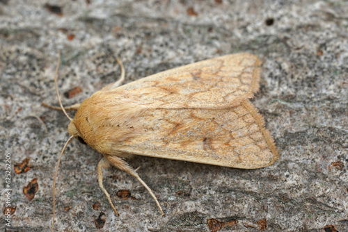 Canvas Print Closeup on the Delicate owlet moth, Mythimna vitellina sitting on wood