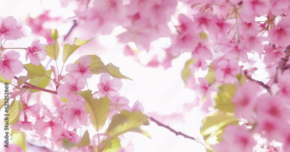 ピンク色が綺麗な満開の桜の花 ピンク色が綺麗な満開の桜の花