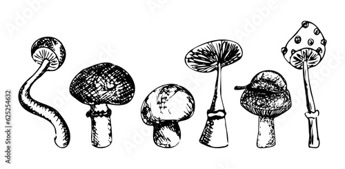 Mushrooms hand drawn sketch set vector illustration isolated on white background. Abstract edible and inedible mushrooms, engraving style, autumn forest clip art
