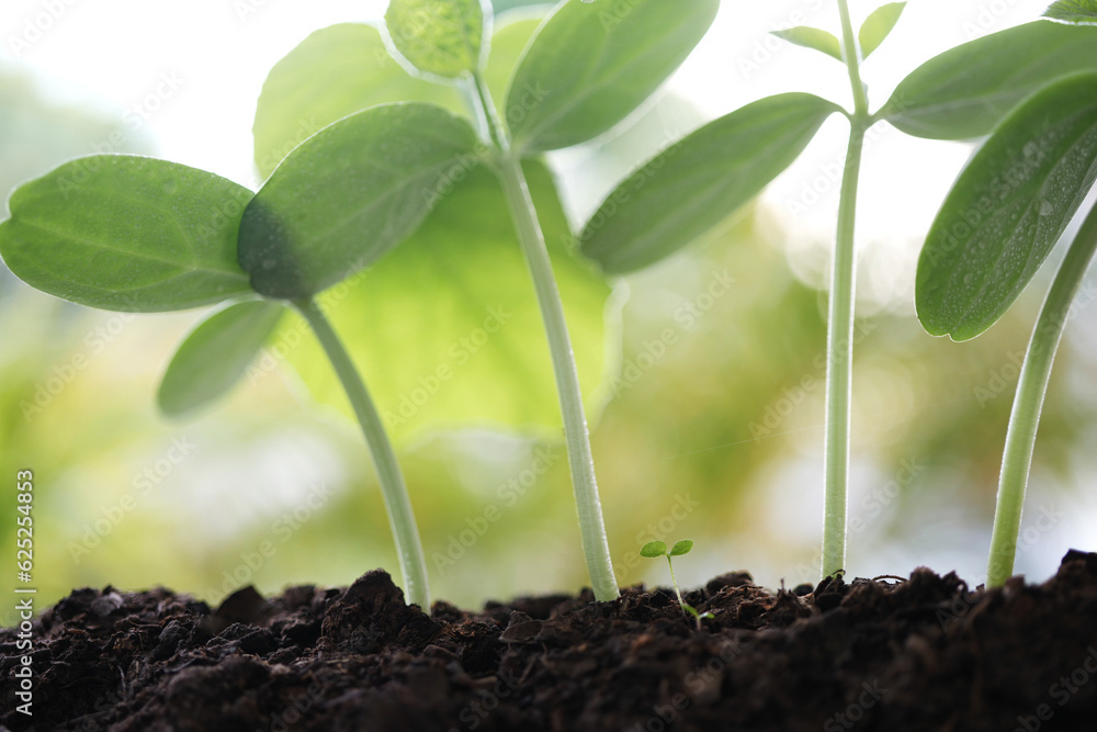 Growing plant sprout macro closeup Growing plant sprout macro closeup