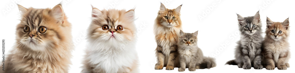 Obraz premium Set of different fluffy cats and little kittens. Two little kittens are sitting together, a cat and her kitten. Fluffy red cat. Isolated on a transparent background. KI.