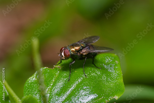 Φωτογραφία Close up shot of a House Fly