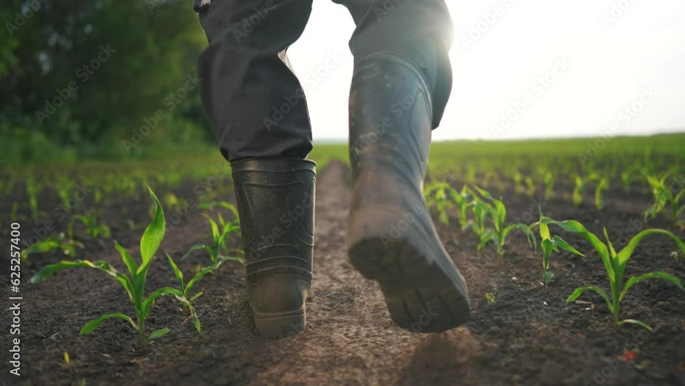 agriculture. man farmer in rubber boots walks along corn sprouts green field. agriculture lifestyle a business concept. farmer worker goes home after harvesting end across a field of corn agriculture. man farmer in rubber boots walks along corn sprouts green field. agriculture lifestyle a business concept. farmer worker goes home after harvesting end across a field of corn