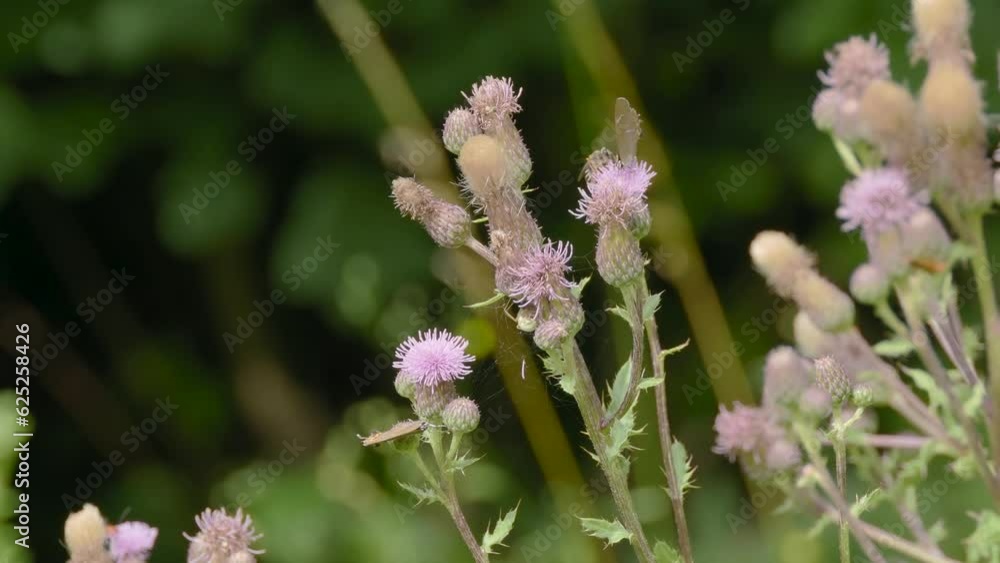 White-letter Hairstreak Feeding on a Thistle White-letter Hairstreak Feeding on a Thistle