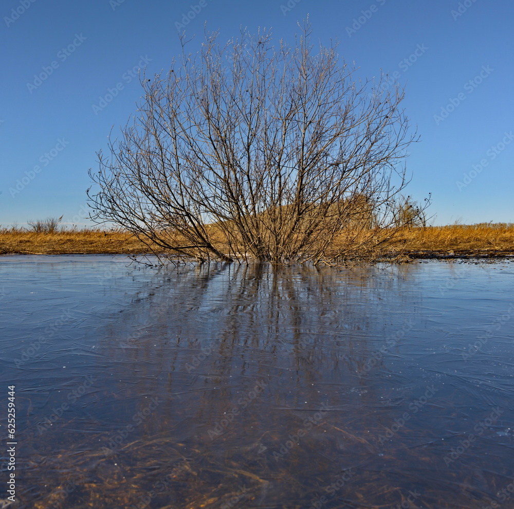 Russia. South of Western Siberia, Kemerovo region. A bush flooded by a spring flood, frostbitten by night frosts. Russia. South of Western Siberia, Kemerovo region. A bush flooded by a spring flood, frostbitten by night frosts.