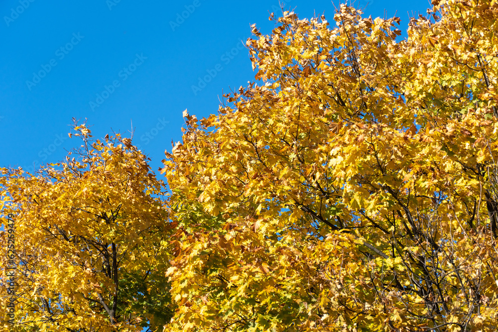 Beautiful branchs of maple tree with yellow bright leaves in blue sky background. Early autumn time. Lush gold foliage by soft sunlight. Orange nature background. Warm weather in sunny day. Beautiful branchs of maple tree with yellow bright leaves in blue sky background. Early autumn time. Lush gold foliage by soft sunlight. Orange nature background. Warm weather in sunny day.