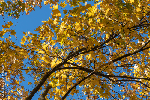 Beautiful branchs of maple tree with yellow bright leaves in blue sky background. Early autumn time. Lush gold foliage by soft sunlight. Orange nature background. Warm weather in sunny day.