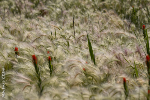 Foxtails with red flowers