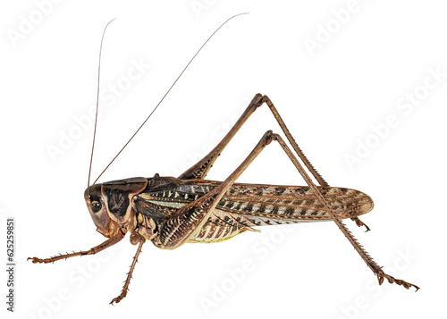 The migratory locust, or  large brown locust (Locusta migratoria), in the garden, PNG, isolated on transparent background photo