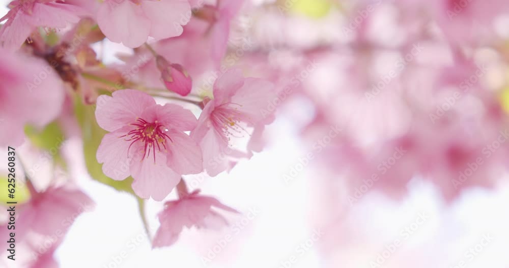 ピンク色が綺麗な満開の桜の花 ピンク色が綺麗な満開の桜の花