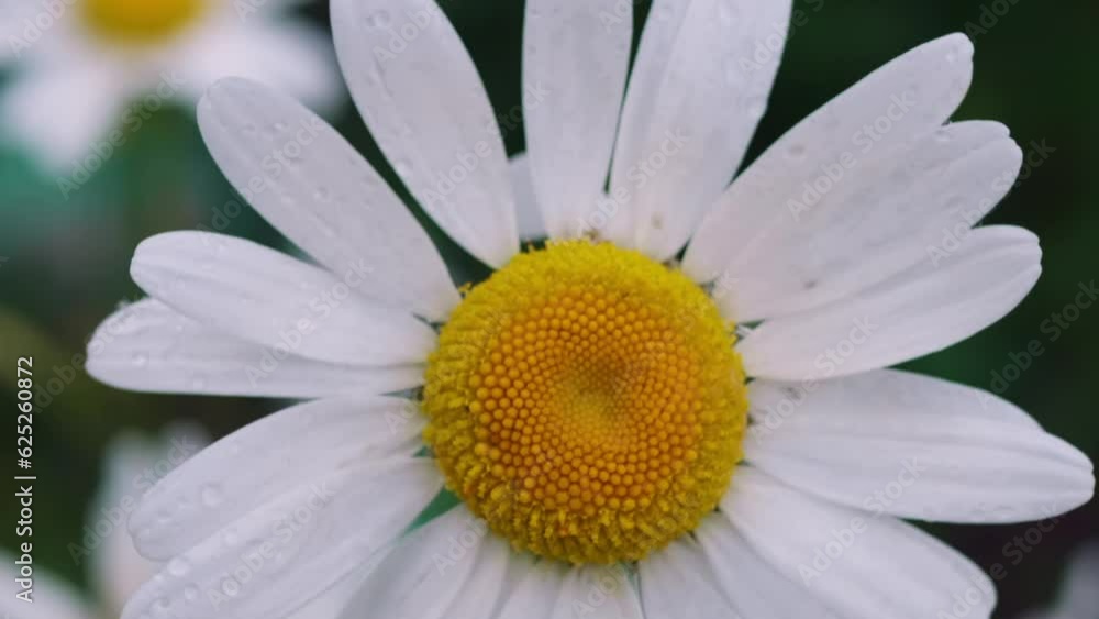 Close-up of one wild chamomile flower on a blurred background in the meadow. Close-up of one wild chamomile flower on a blurred background in the meadow.