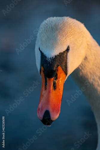 the view of the swan