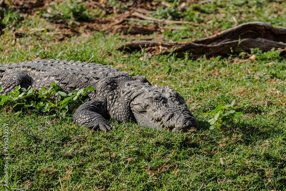 Obraz premium Crocodile