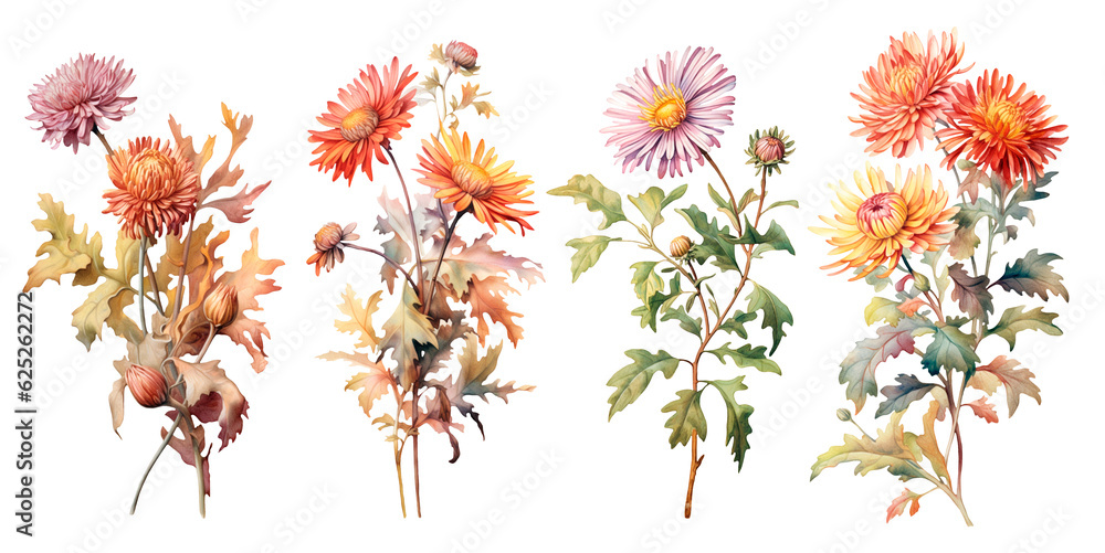 Set of watercolor botanical illustrations of aster flowers isolated on transparent background Set of watercolor botanical illustrations of aster flowers isolated on transparent background