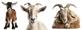 Set of different goats and baby goat. Close-up portrait of a white goat. Brown little baby goat. The brown goat lies on the hay. Isolated on a transparent background. KI.