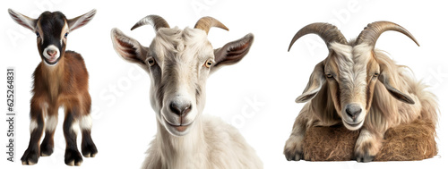 Set of different goats and baby goat. Close-up portrait of a white goat. Brown little baby goat. The brown goat lies on the hay. Isolated on a transparent background. KI.