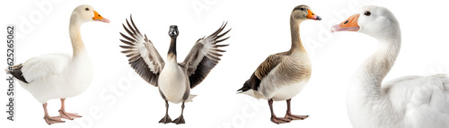 Set of different geese. Profile of a white goose close-up, the goose is standing, the gray goose is flapping its wings, the goose has spread its wings. Isolated on a transparent background. KI.