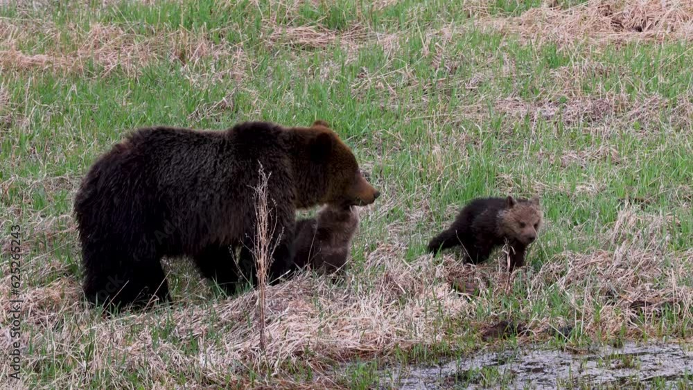Grizzly bear sow with two cubs Grizzly bear sow with two cubs