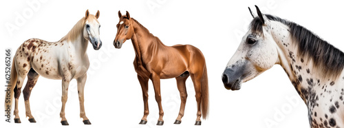 Set of multicolored horses. Horse design element for farm, household, nature, ecology, agricultural products. The brown horse is standing. Isolated on a transparent background. KI.