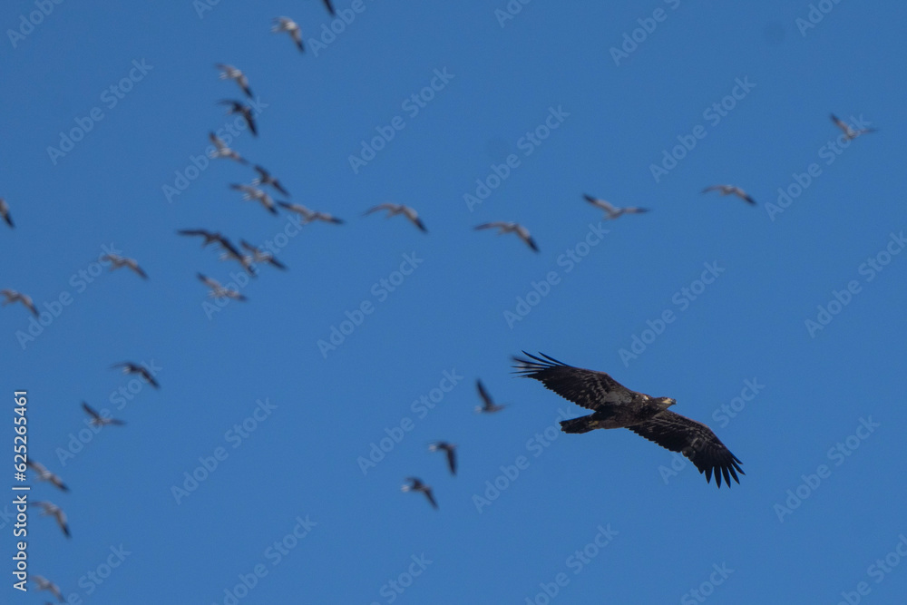 Eagle and geese Eagle and geese