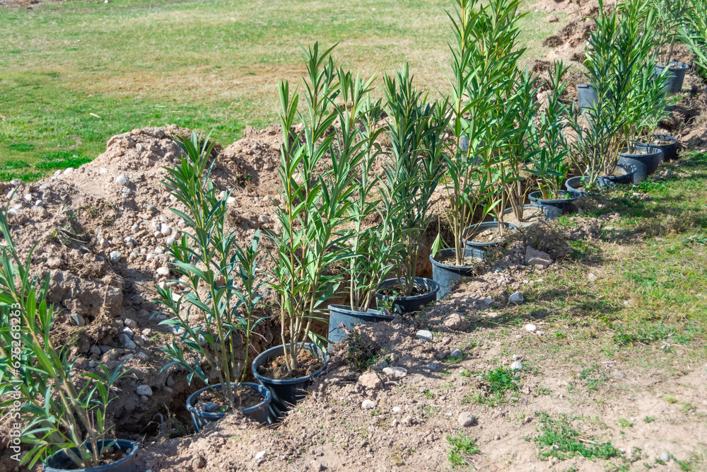 Rows of young seedlings of evergreen shrubs in pots ready to be planted in an alley. Rows of young seedlings of evergreen shrubs in pots ready to be planted in an alley.